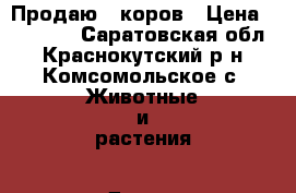 Продаю 2 коров › Цена ­ 40 000 - Саратовская обл., Краснокутский р-н, Комсомольское с. Животные и растения » Другие животные   